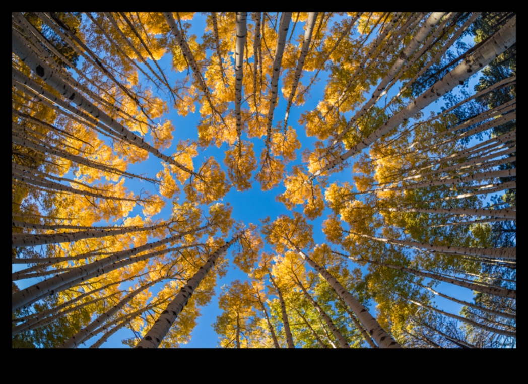 المناظر الطبيعية من خلال عدسة عين السمكة 5 حقائق مجردة: وجهات نظر مشوهة في فن المناظر الطبيعية