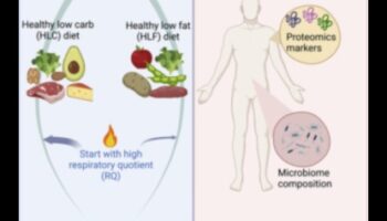الأنظمة الغذائية طويلة الأمد وأهمية الترطيب