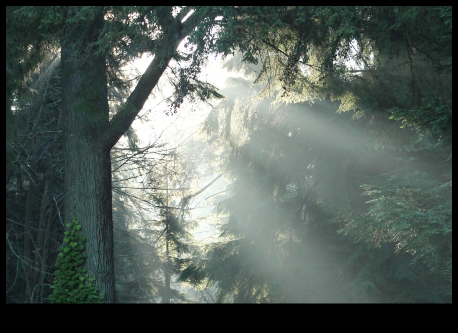 المشهد المتغير للطبيعة 5 وجهات نظر ساحرة: تم الكشف عن مجموعة من المناظر الطبيعية الجذابة