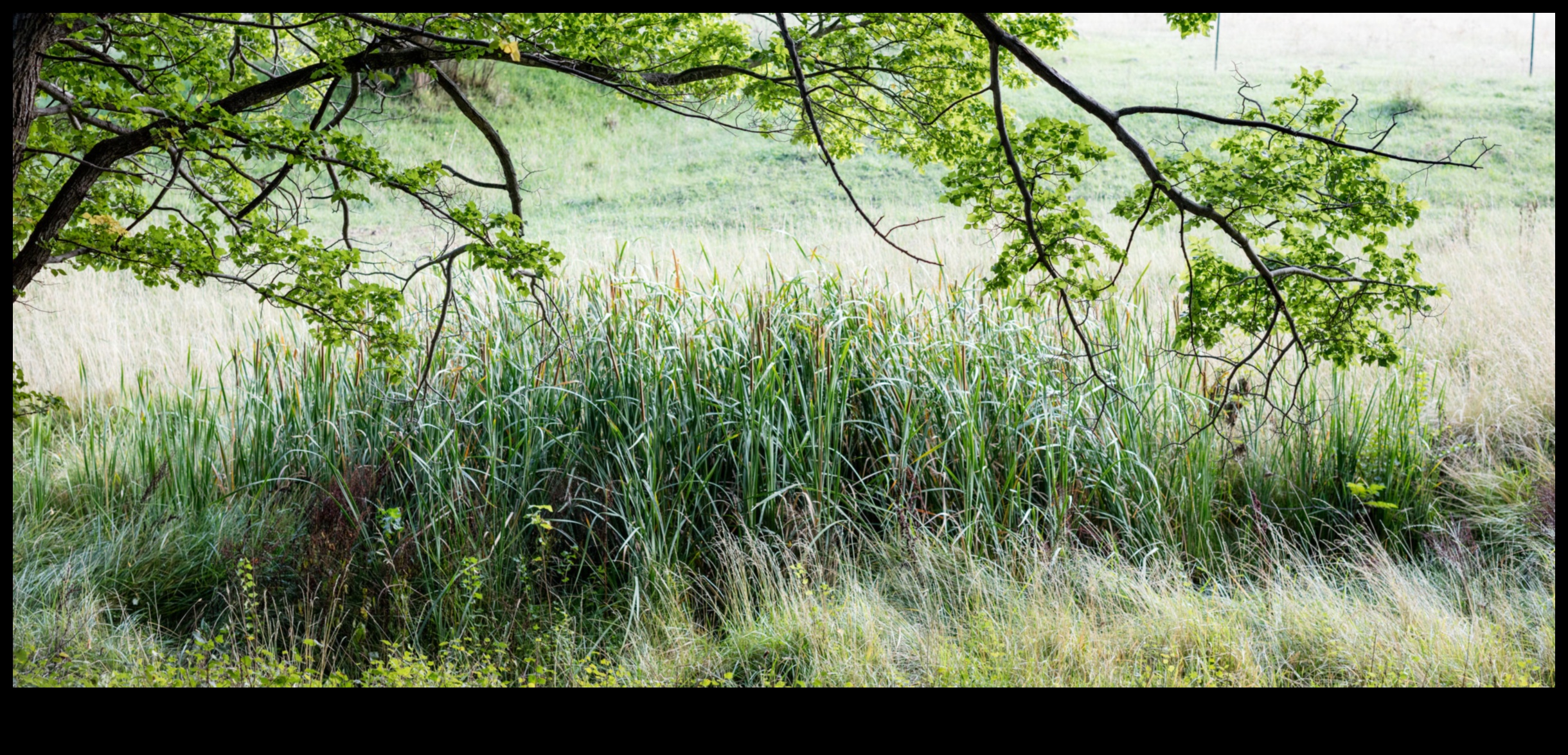 كيف تلهم المناظر الطبيعية الفنانين؟